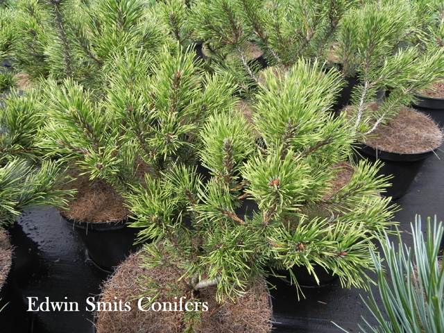 Pinus mugo 'Glow Mound'